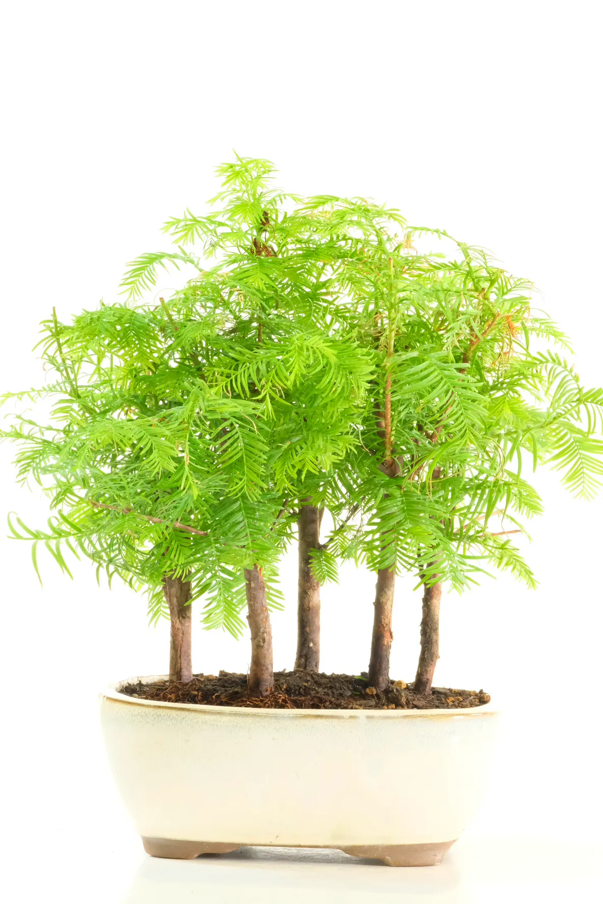 10-Year-Old Dawn Redwood Bonsai Forest | Five Tree Bonsai Forest