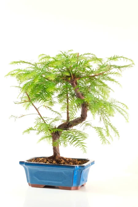 Deciduous Dawn redwood Bonsai with striking S-Shape