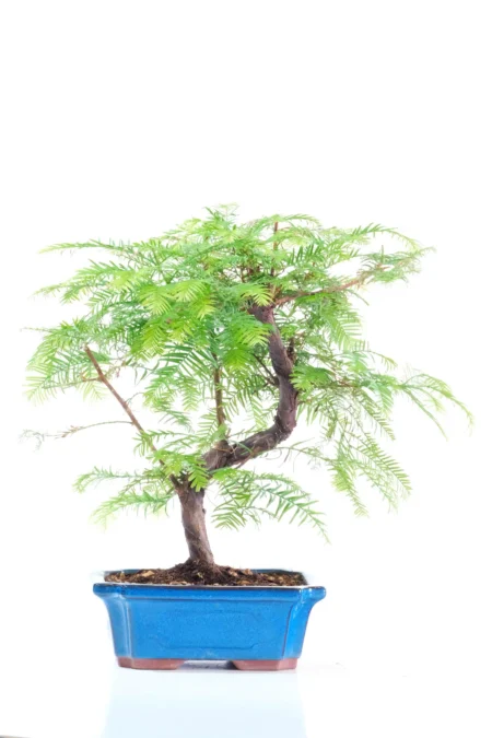 Premium Dawn Redwood Bonsai Tree (Metasequoia glyptostroboides)