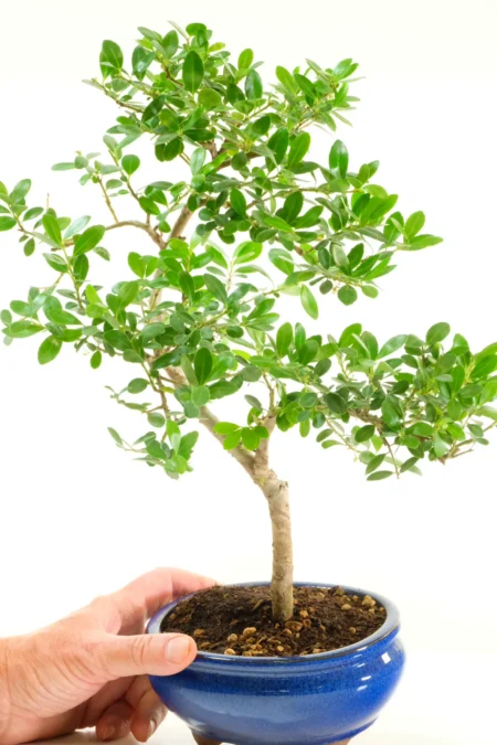 A Rewarding Bonsai for Any Enthusiast