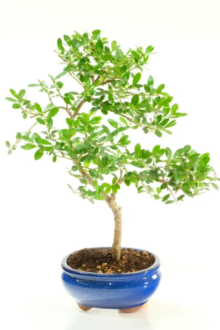 Japanese Holly Bonsai Tree (Ilex crenata) – Compact, Evergreen & Hardy