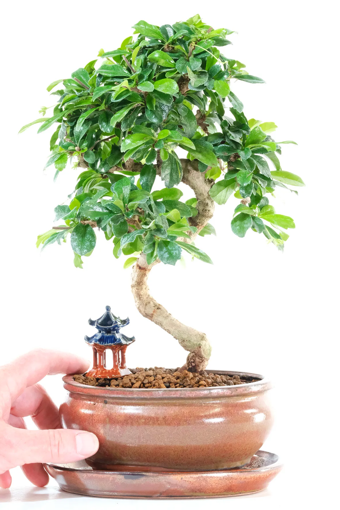 Potted into a bronze ceramic bonsai pot with matching drip tray