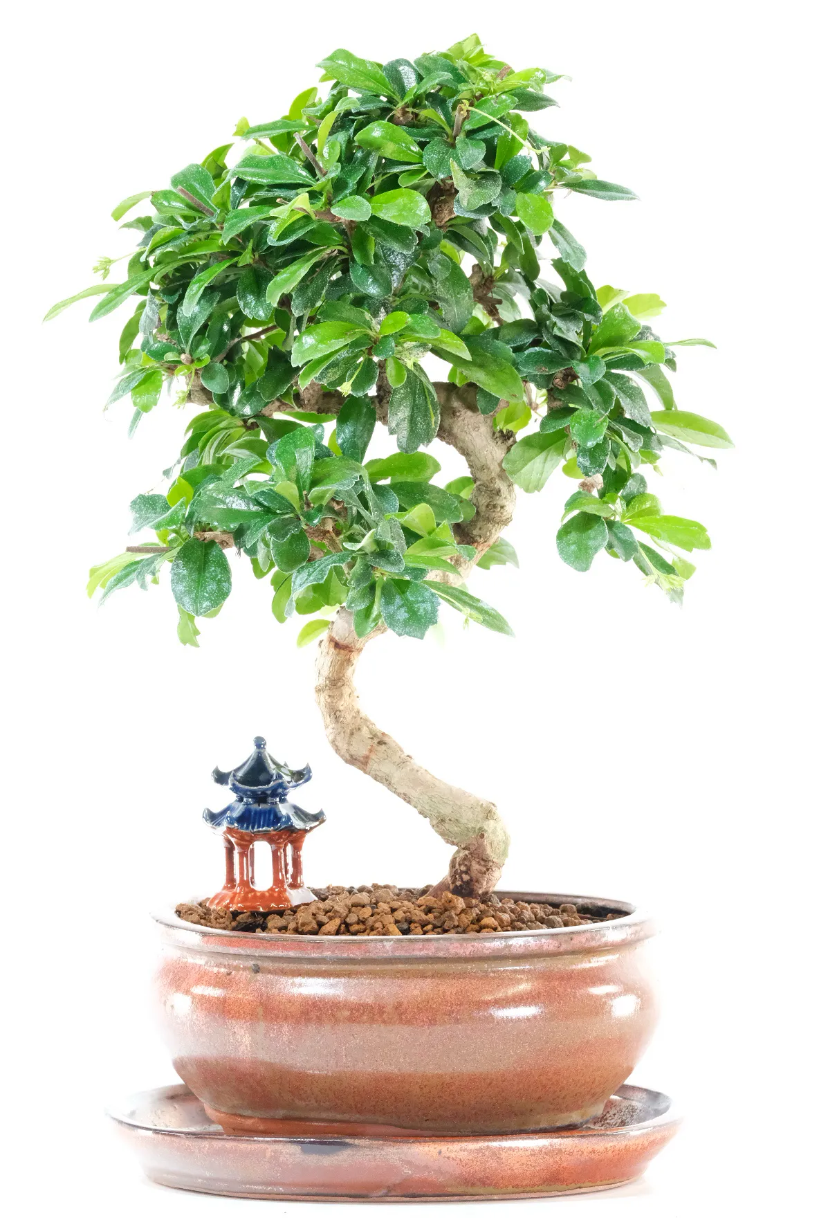 Delightful twisty Fukien Tea Tree bonsai for sale