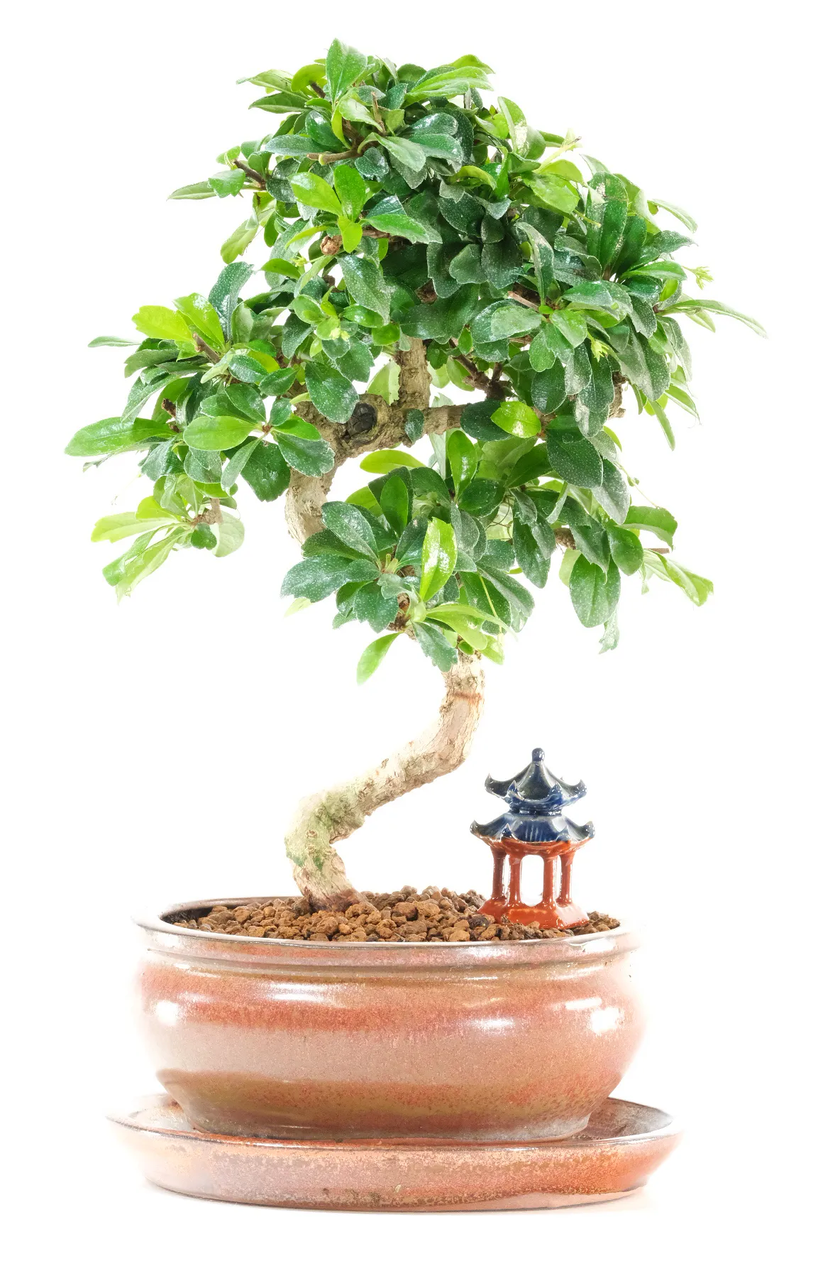 Stunning flowering indoor bonsai tree UK