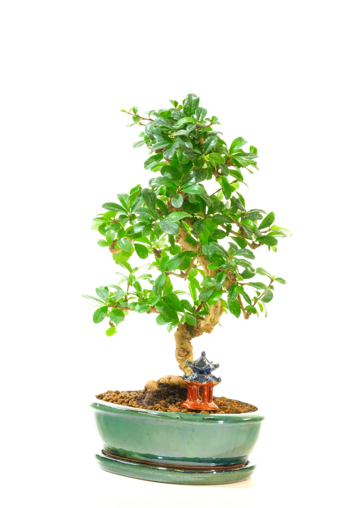Carmona microphylla premium range indoor bonsai for sale