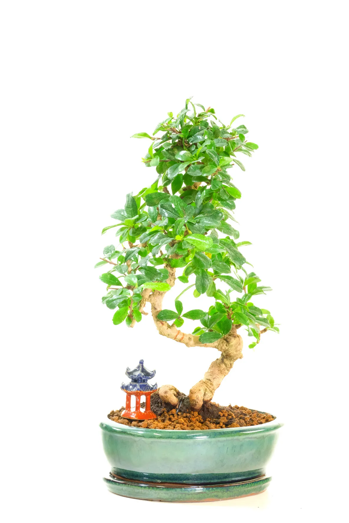 Superb movement in the trunk of this premium flowering bonsai tree