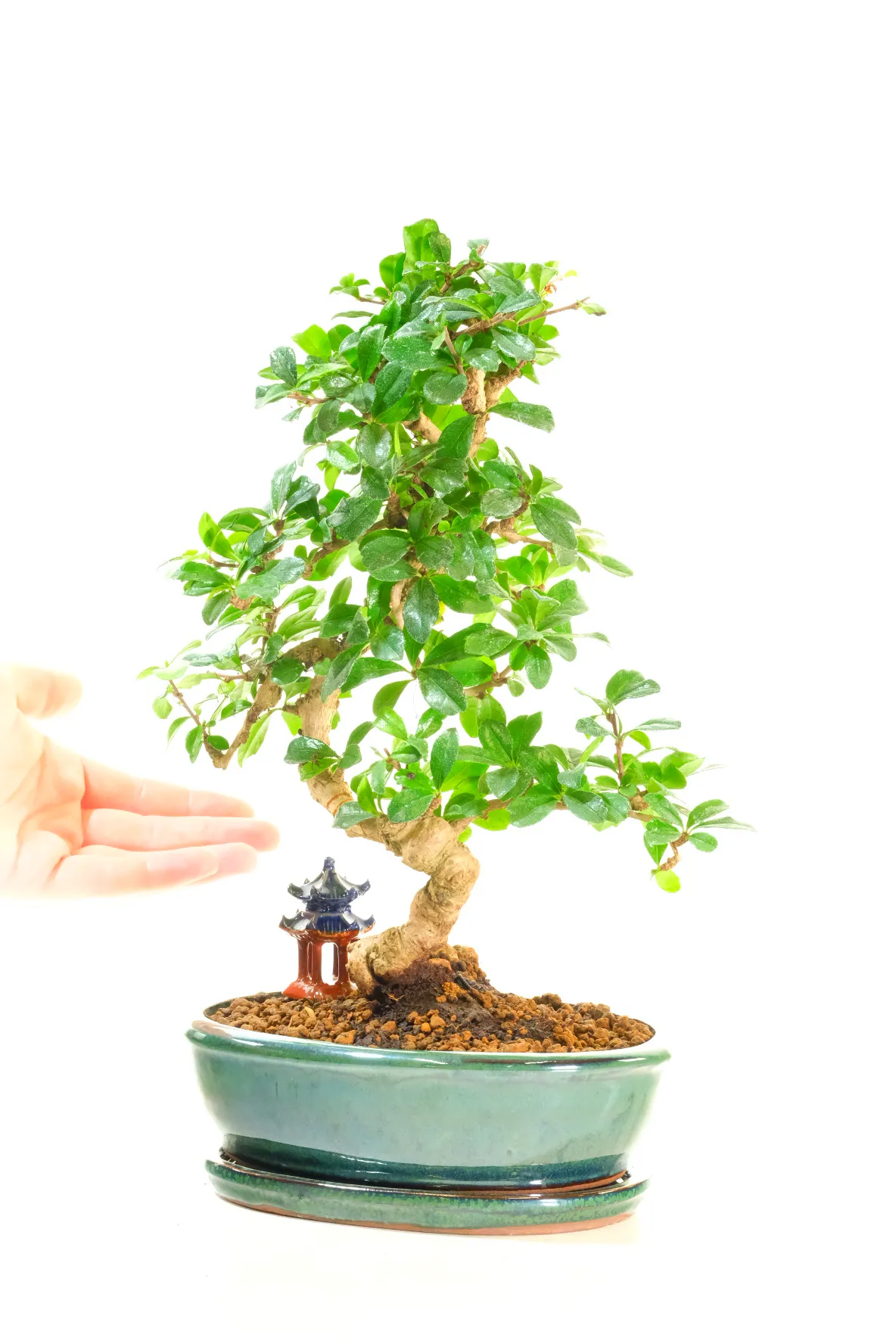 Twisty Fukien Tea Tree Flowering Indoor Bonsai | Oriental Temple