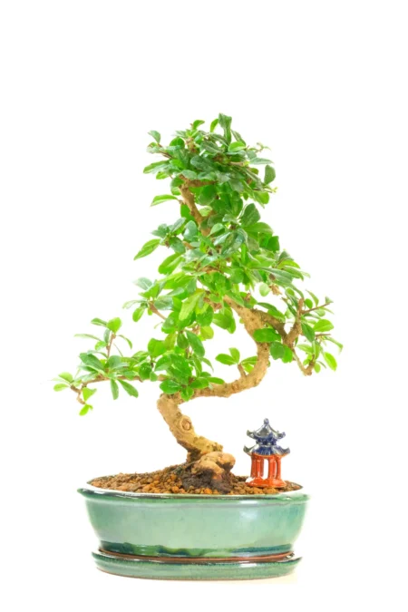 Fukien Tea Bonsai Tree | Twisting Trunk in a Neutral Forest Green Ceramic Pot