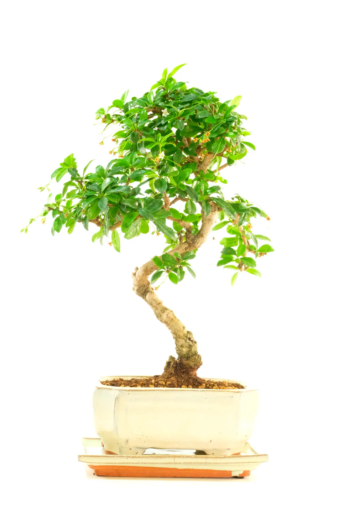 Twisty Tea Tree Indoor Bonsai with Pretty White Flowers and Lush Foliage