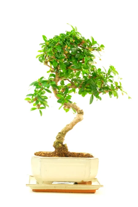 Twisty Tea Tree Indoor Bonsai with Pretty White Flowers and Lush Foliage