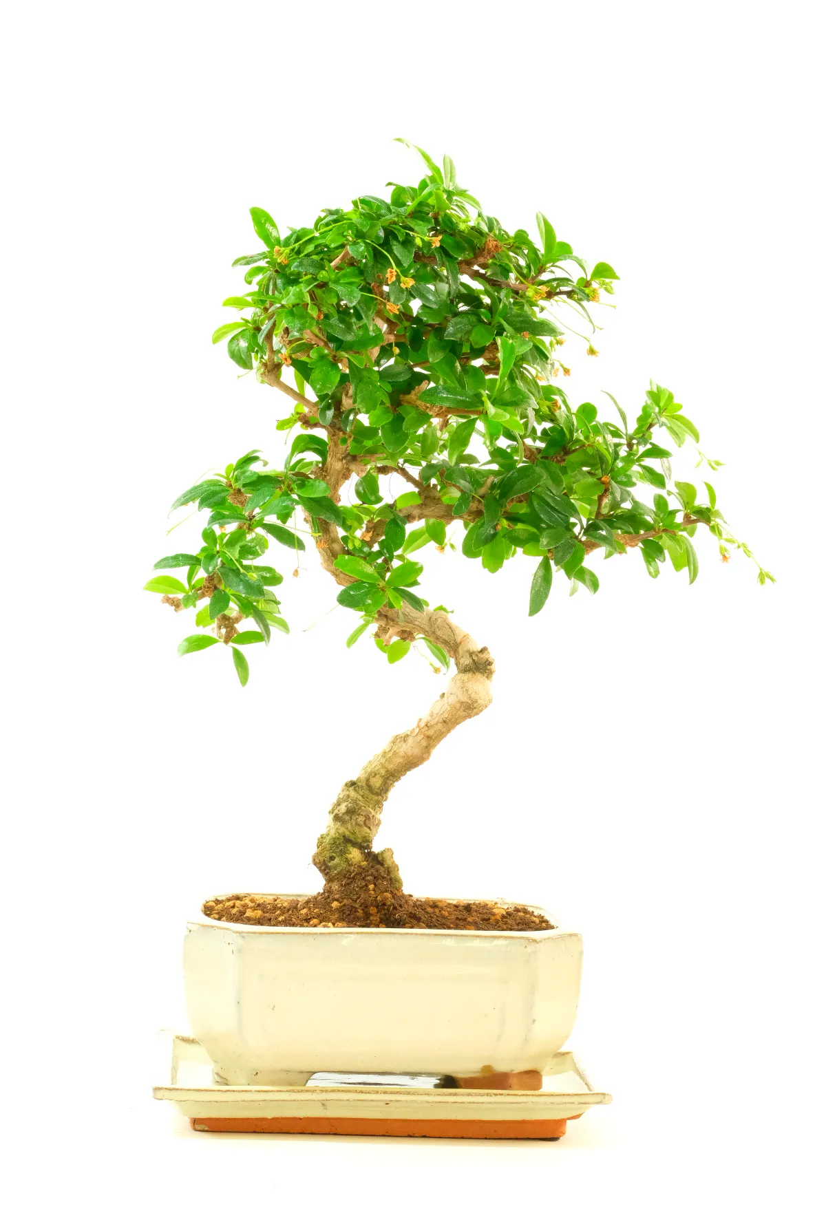 Twisty Tea Tree Indoor Bonsai with Pretty White Flowers and Lush Foliage