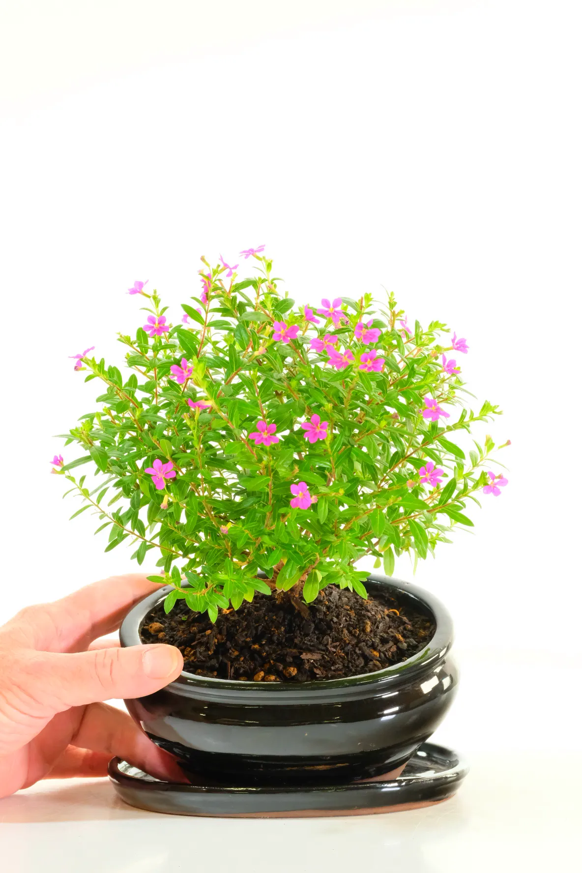 Cuphea Bonsai in Gloss Black Ceramic Bonsai Pot A flowering bonsai full of seasonal colour