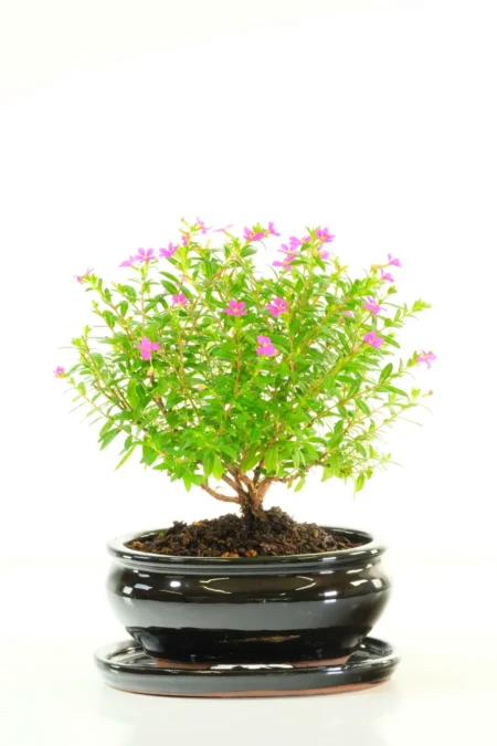 Cuphea Evergreen: A Petite Indoor Tree with Delightful Purple Blooms