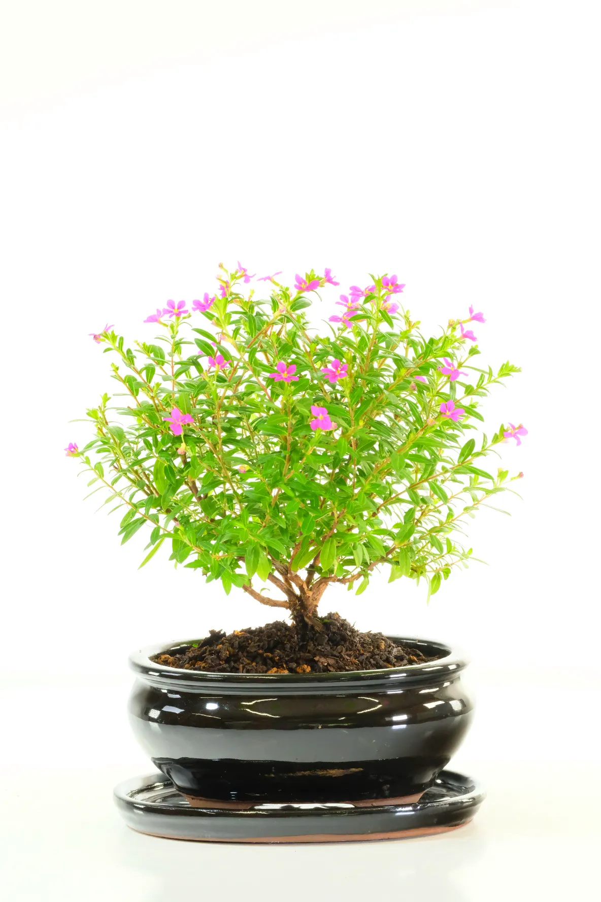 Cuphea Evergreen: A Petite Indoor Tree with Delightful Purple Blooms