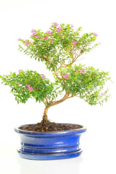 Premium Twisting Cuphea Bonsai Tree – Grow Your Own Masterpiece