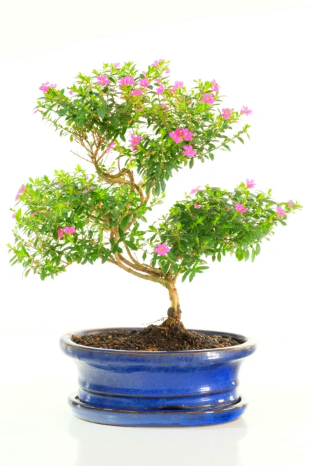 Premium Twisting Cuphea Bonsai Tree – Grow Your Own Masterpiece