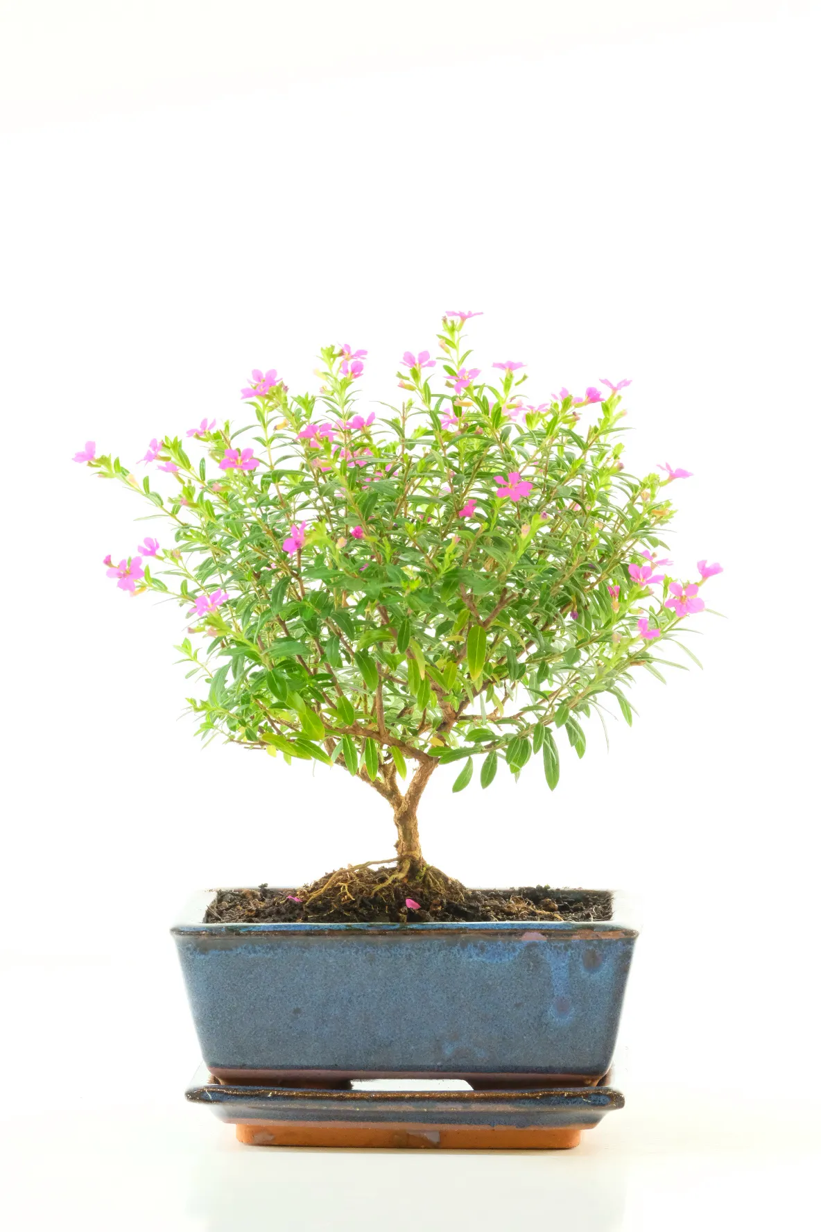Cuphea Evergreen Indoor Tiny Indoor Tree with Cheerful Purple Flowers