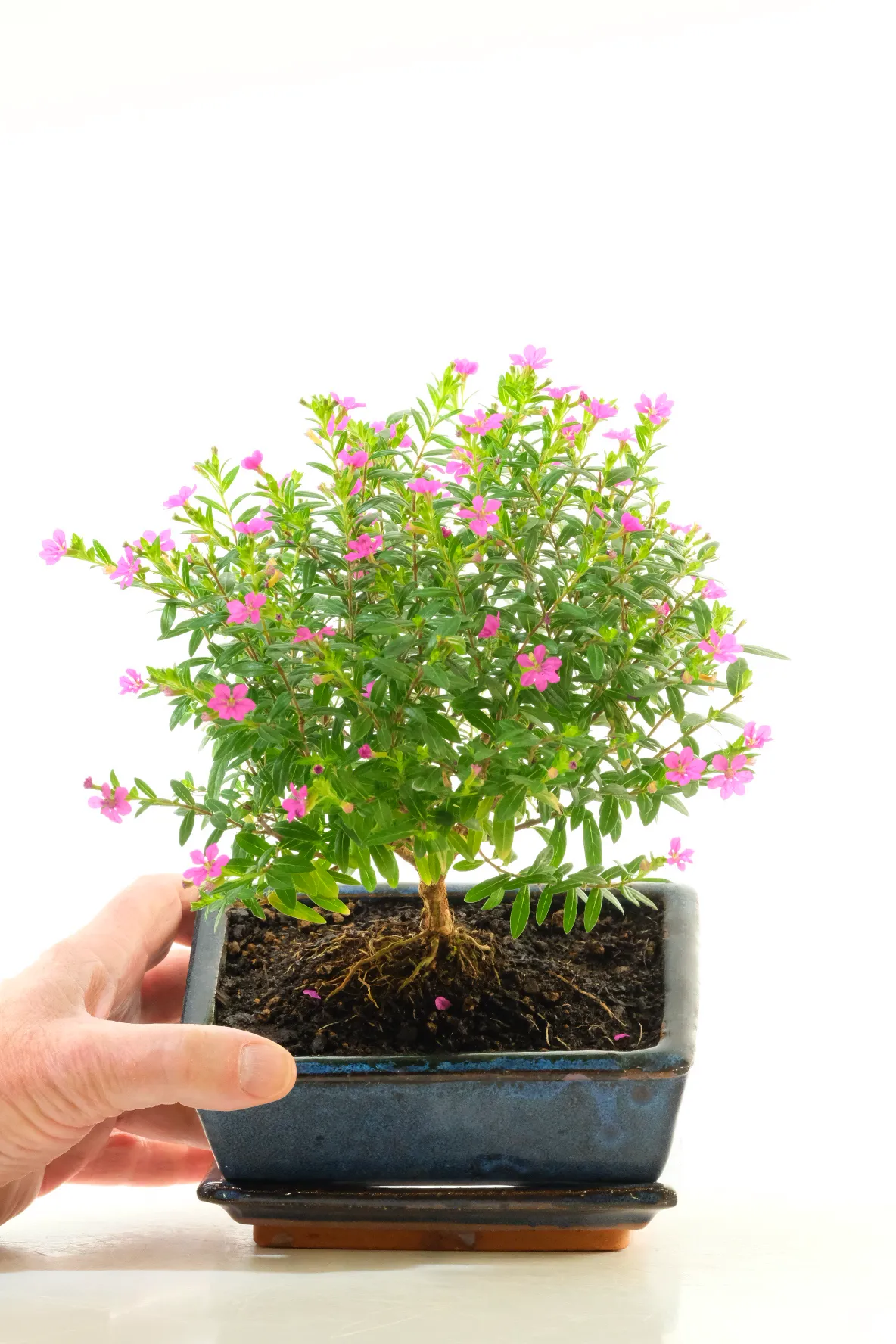 Delightful Starter Cuphea Bonsai – Perfect for Styling and Shaping