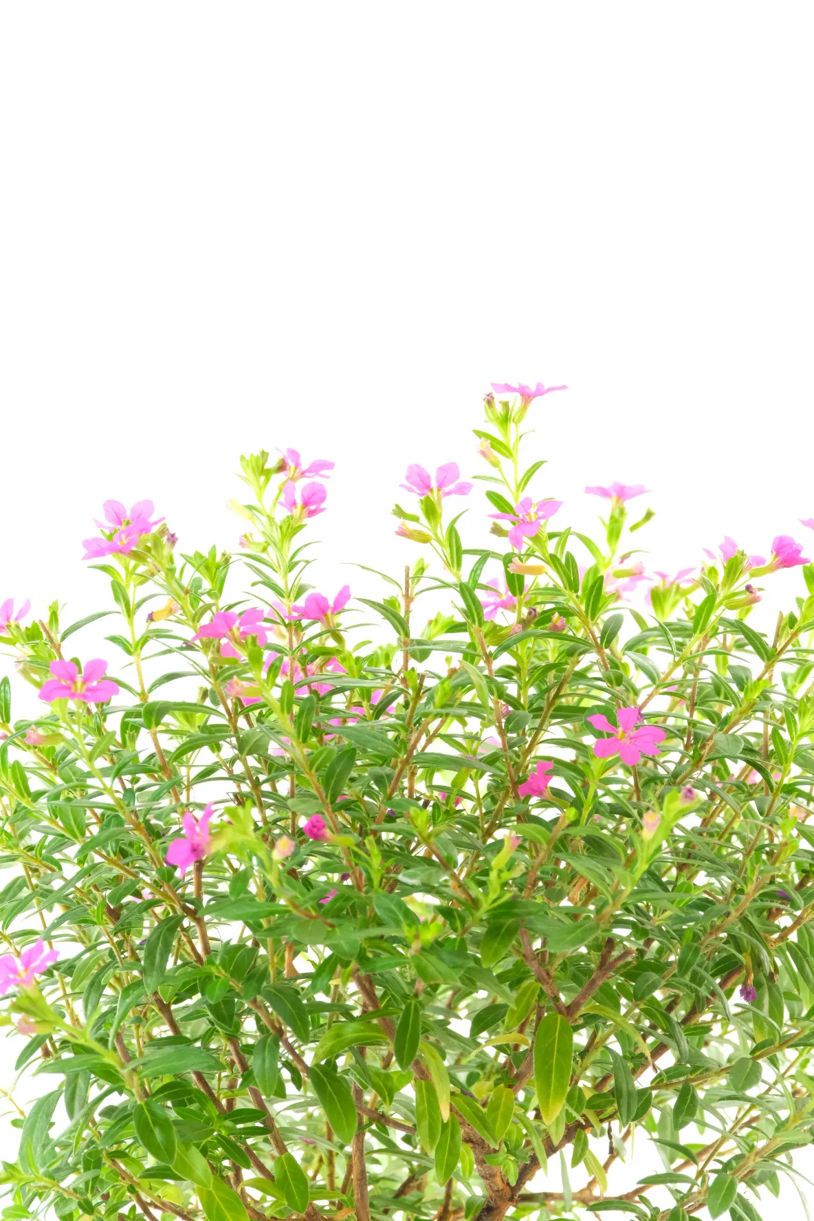 The flowers are striking and plentiful on this bonsai tree