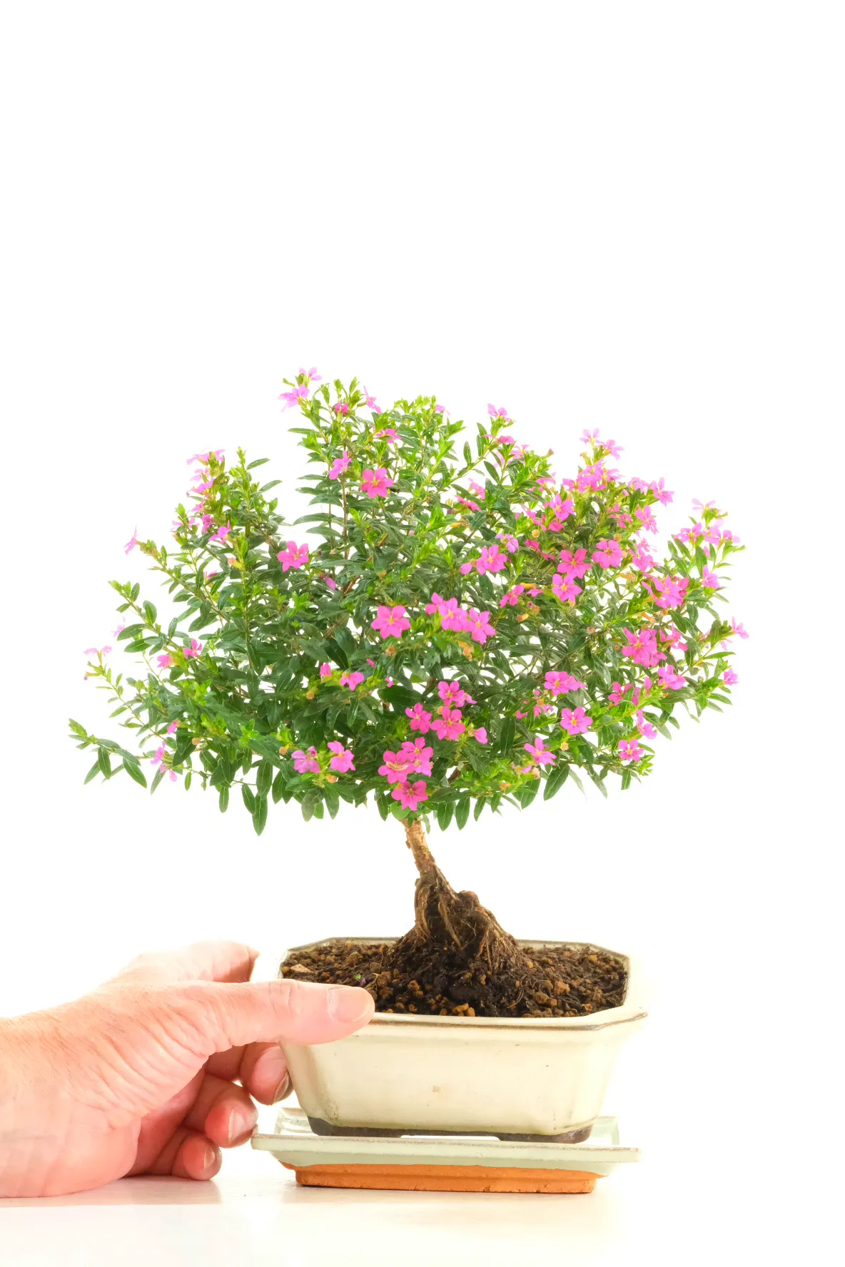 Easy Care Purple Blossom Bonsai Tree | Long Flowering Period