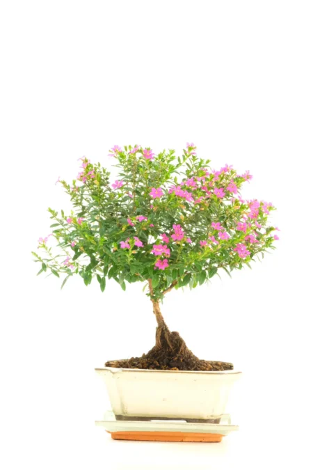 Purple Blossom Bonsai | Prolific Flowering Bonsai Tree for Indoor Gardening