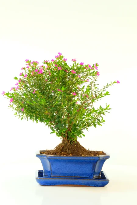 Premium Purple Blossom Cuphea Bonsai Tree
