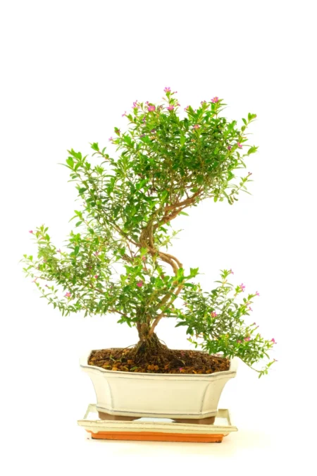 Sensational Purple Blossom Cuphea Indoor Bonsai with Prolific Star-Shaped Flowers