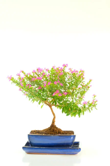 Delightful Starter Cuphea Bonsai – Perfect for Styling and Shaping