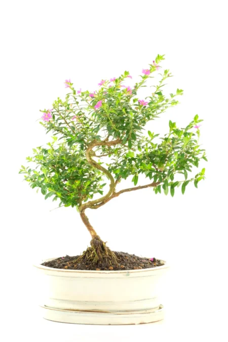 Captivating Indoor Cuphea Bonsai with Striking Purple Flowers | Beautifully Twisty Trunk