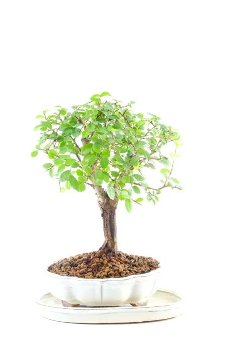 Shohin Chinese Elm Bonsai Tree | 6-Year-Old Miniature Woodland Bonsai