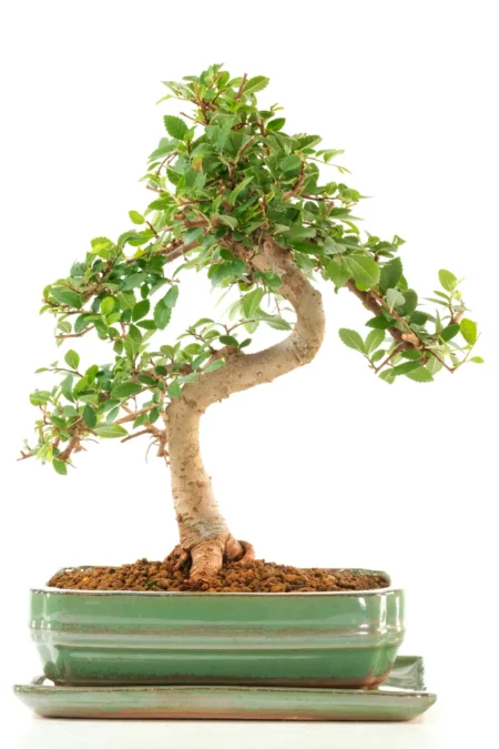 Harmony Between Roots – A Tranquil Moment of Contemplation