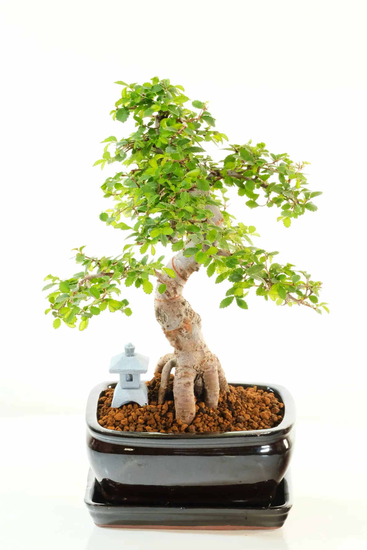 Incredible Chinese Elm Bonsai Tree | Neat, Commanding Presence & Impressive Stature in Miniature Form