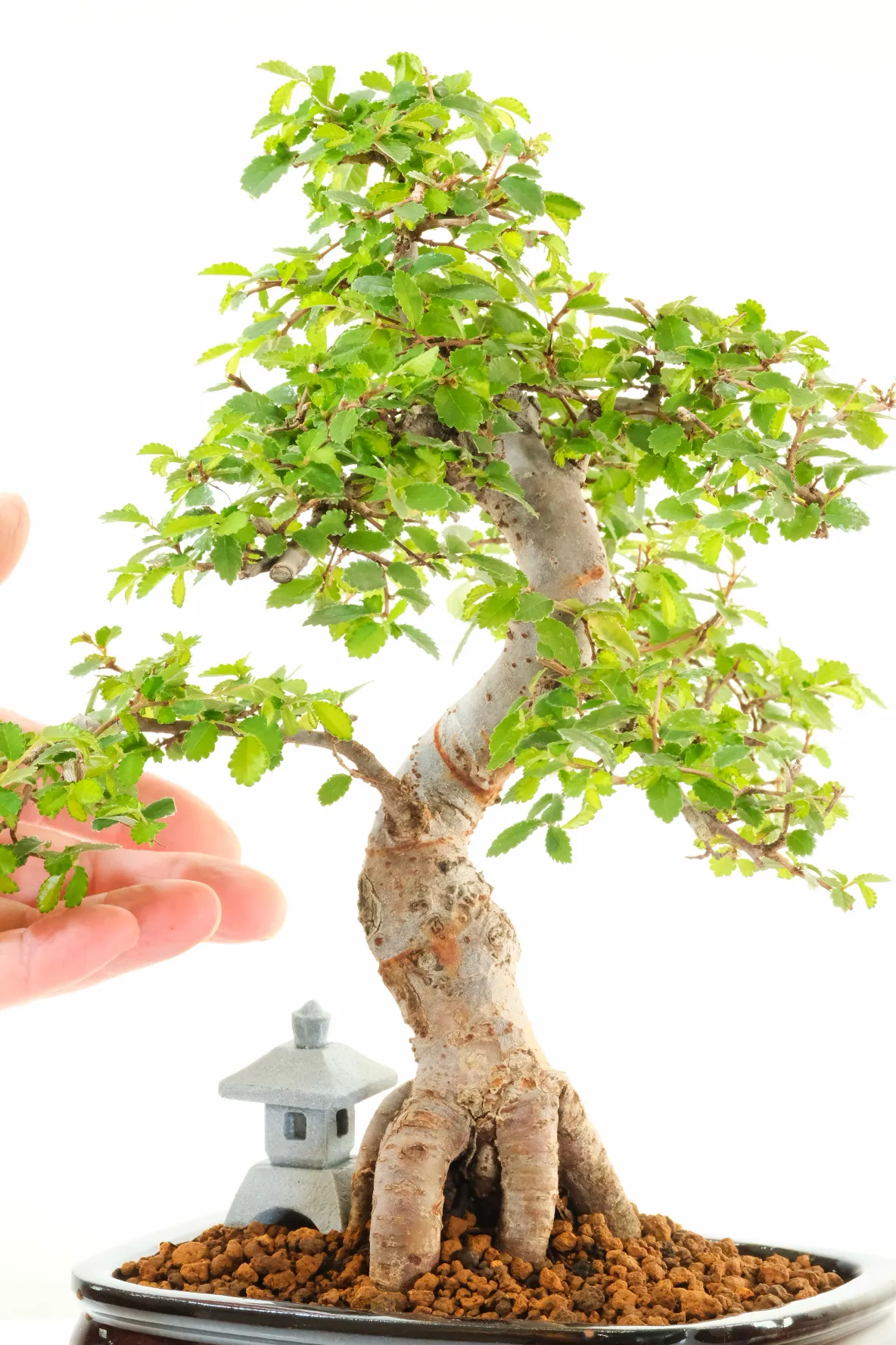 Extremely Artistic Chinese Elm Bonsai Tree | 13-Year-Old Premium Specimen