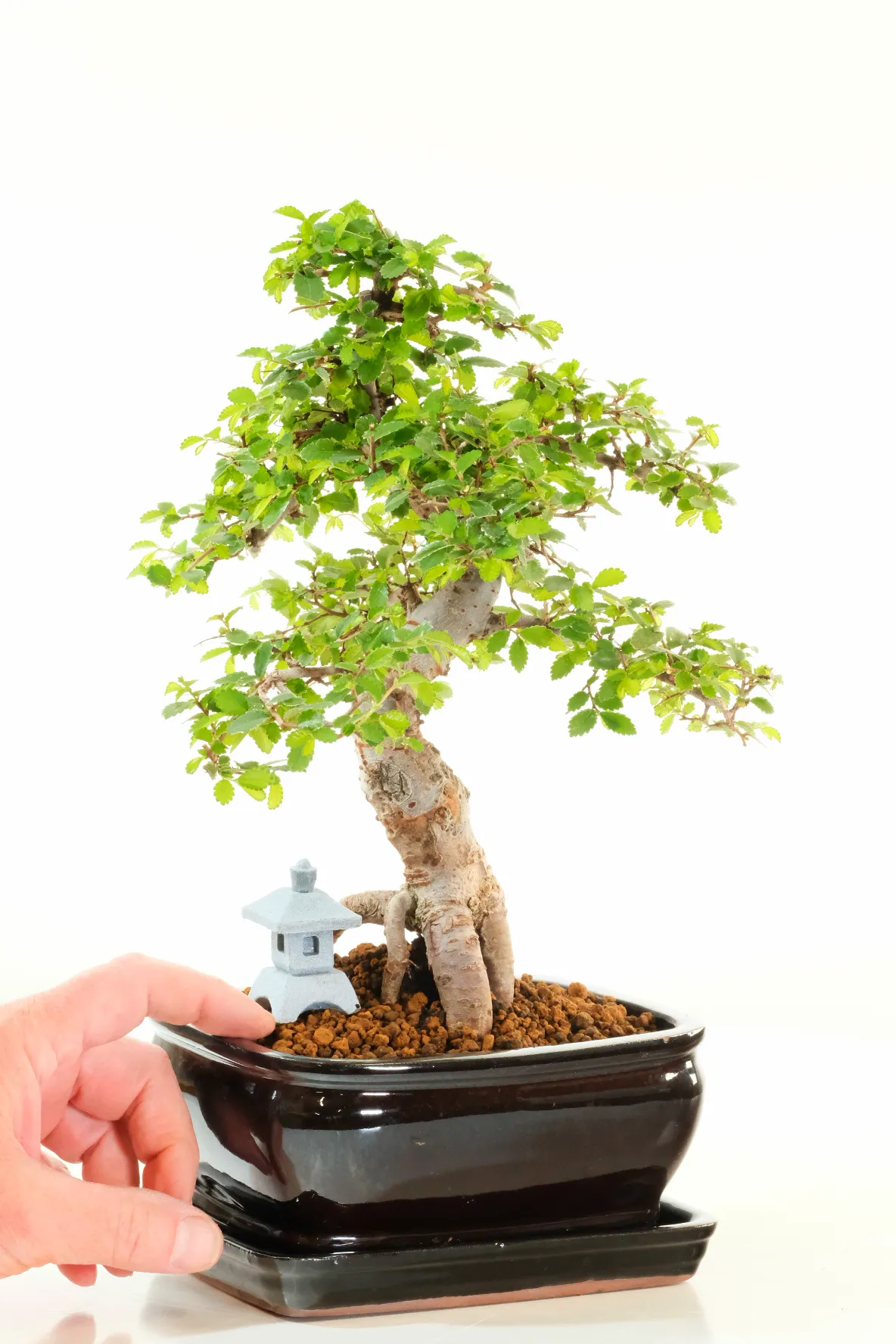 Awesome dwarf Chinese Elm bonsai for sale in gloss black pot