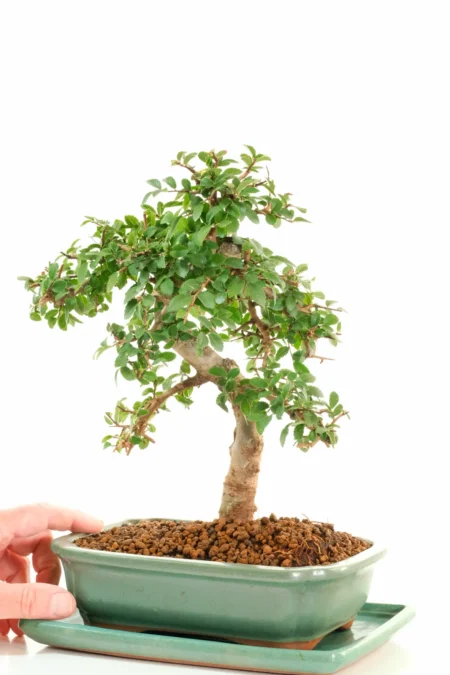 Stylish Chinese Elm bonsai | Ulmus parvifolia special indoor bonsai tree for sale
