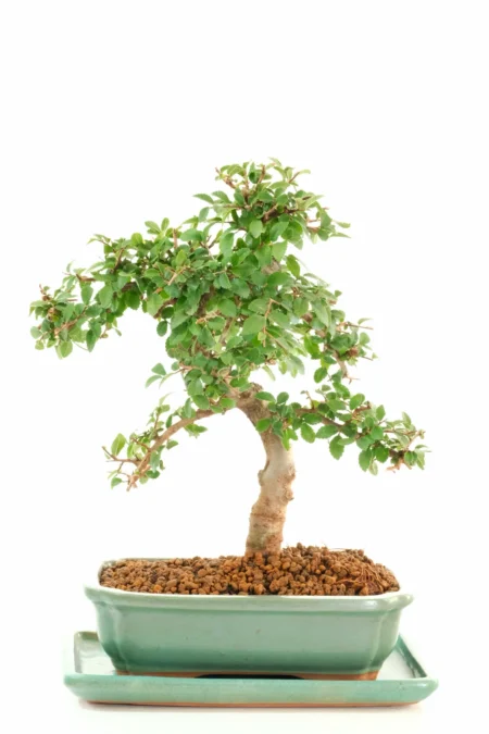 Elegant, Neat, Compact Dwarf 15-Year-Old Chinese Elm Bonsai Tree – Premium Range