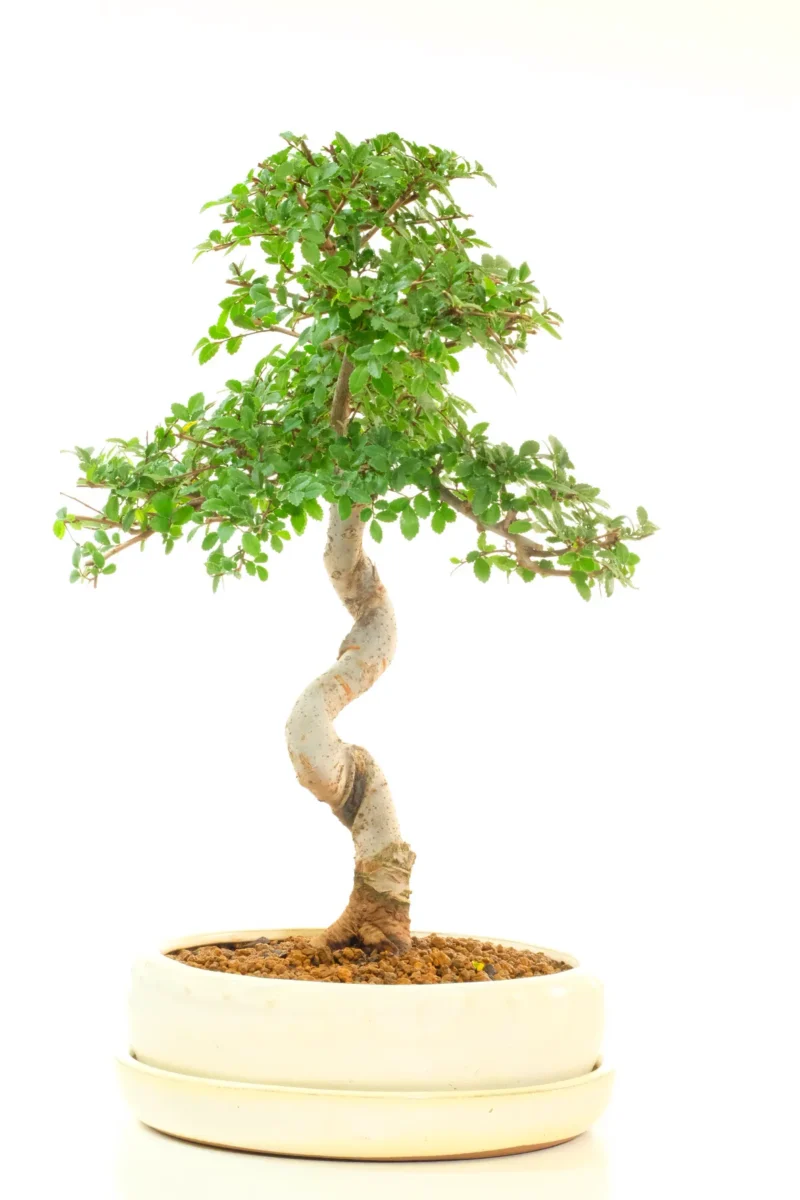 Twisting Powerful Chinese Elm Bonsai | Beautifully Refined Premium Bonsai