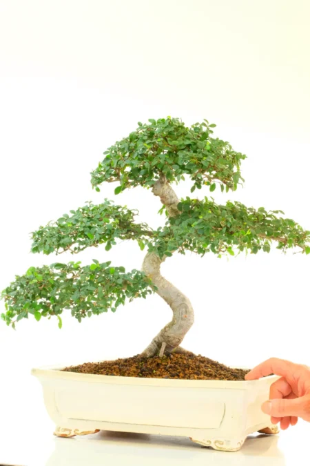 Extra Large Ulmus parvifolia Cork Bark Chinese Elm Bonsai | 28-Year-Old Master-Styled Specimen