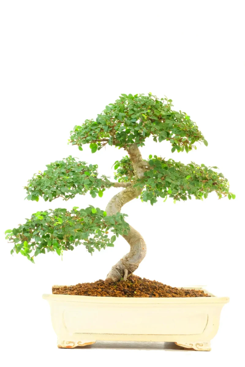 Mighty 28-Year-Old Cork Bark Chinese Elm Bonsai Tree | Master-Styled Extra Large Ulmus parvifolia