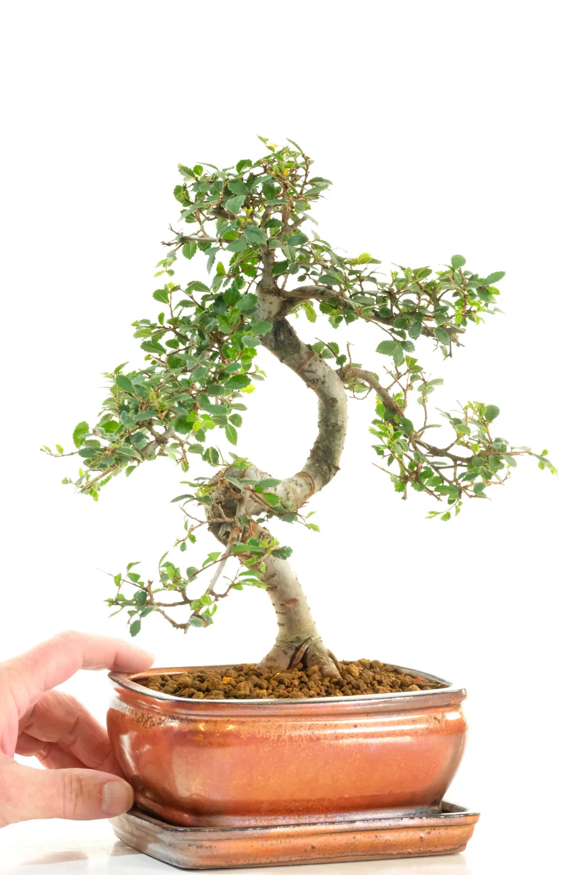 Chinese Elm Indoor Bonsai Favourite with Natural Flow & Lime-Green New Growth