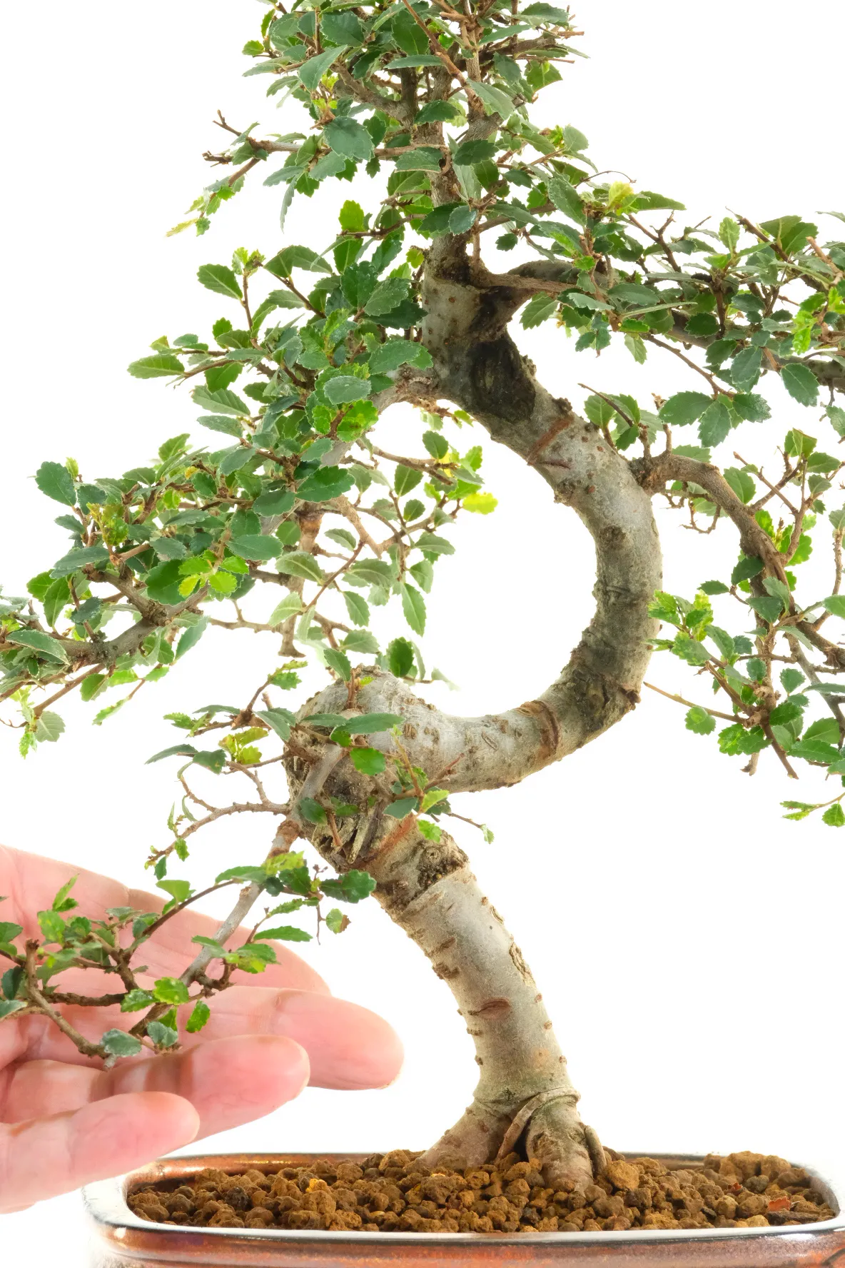Beginners indoor bonsai favourite -= Chinese Elm Bonsai