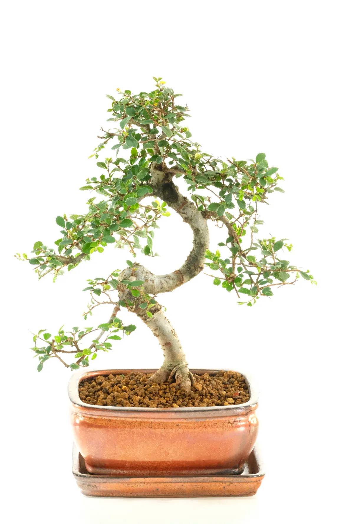 Premium Indoor Chinese Elm Bonsai Favourite with Natural Flow & Lime-Green New Growth | Exact Tree Photographed