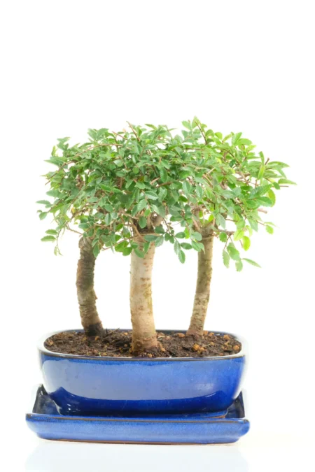 7-Year-Old Chinese Elm Bonsai Mini Forest | Triple Tree Trio
