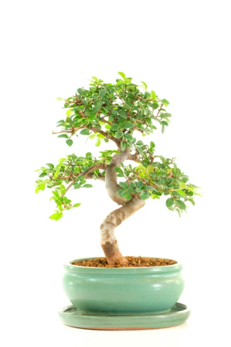 Miniature Premium Chinese Elm Dwarf Bonsai – Jade Green Oval Ceramic Pot
