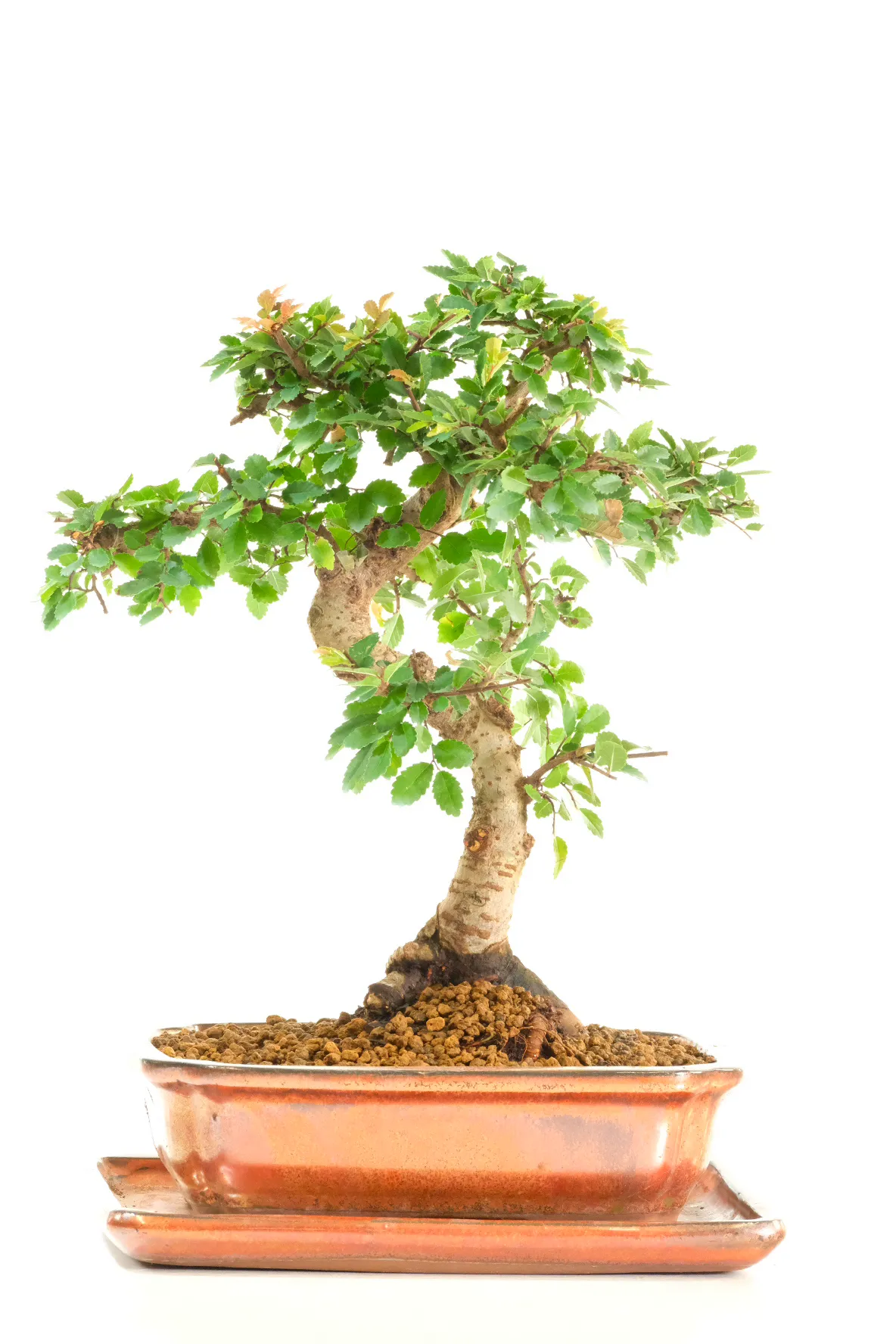 A bonsai tree with depth, texture, and seasonal interest
