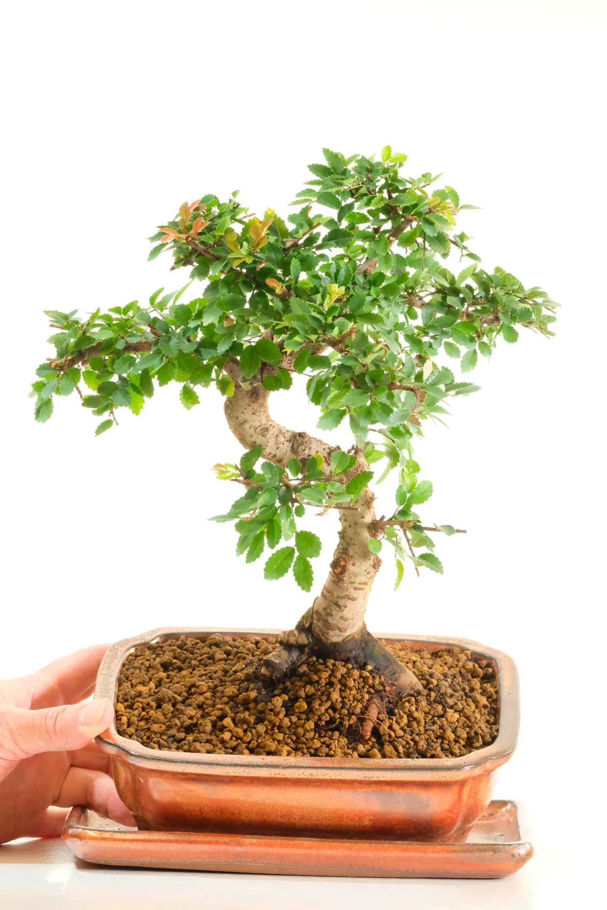 15 Year Old Chinese Elm Bonsai Tree | Stunning Exposed Nebari & Lush Full Canopy