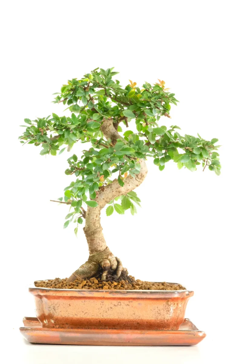 Chinese Elm Bonsai Tree | 15 Year Old with Exposed Nebari in Sleek Bronze Pot