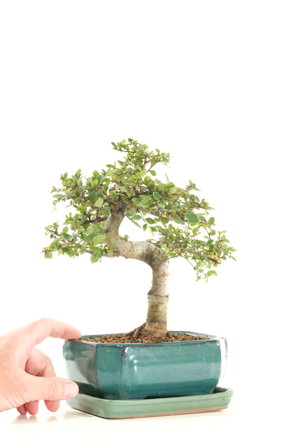 Elm bonsai specimen for sale | Ulmus parvifolia