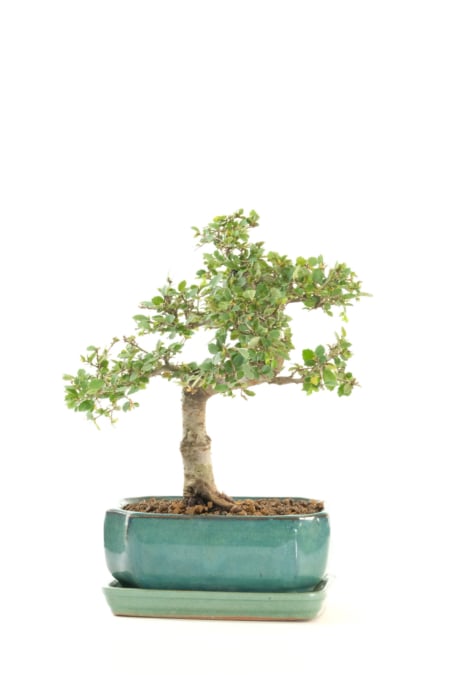 Chinese Elm Indoor Bonsai Favourite with Natural Flow & Lime-Green New Growth