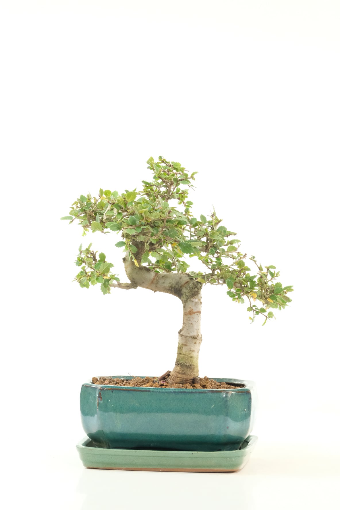 Chinese Elm Indoor Bonsai Favourite with Natural Flow & Lime-Green New Growth